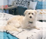 Small Photo #10 Mutt Puppy For Sale in Chino Hills, CA, USA