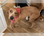 Small #1 Redbone Coonhound Mix
