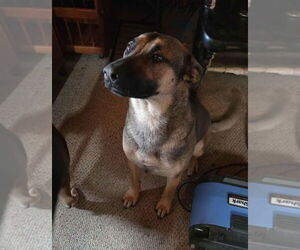 German Shepherd Dog Dogs for adoption in Minneapolis, MN, USA