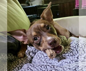 American Rat Pinscher Dogs for adoption in Batavia, OH, USA