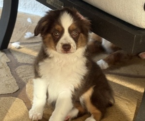 Medium Miniature Australian Shepherd