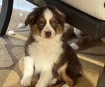 Puppy Sara Miniature Australian Shepherd