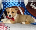 Small Photo #2 Pembroke Welsh Corgi Puppy For Sale in GLEN ROCK, PA, USA