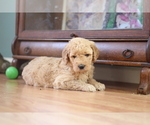 Small Photo #9 Goldendoodle Puppy For Sale in TURIN, NY, USA