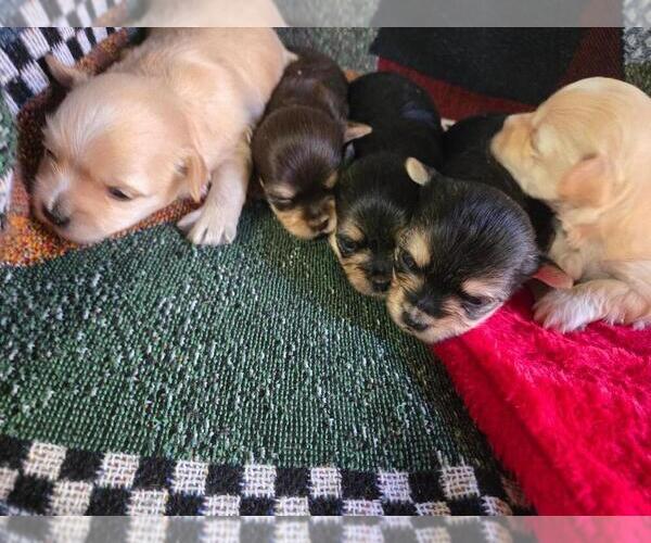 Medium Photo #1 Morkie Puppy For Sale in CORNERSVILLE, TN, USA