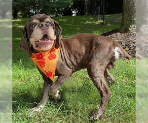 Chip - Male Cocker Spaniel Dog for Adoption - Photo #2