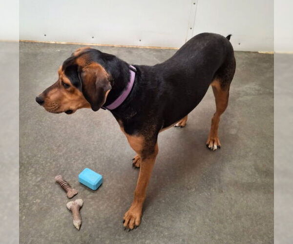 Medium Photo #2 Black and Tan Coonhound-Unknown Mix Puppy For Sale in Mountain View, AR, USA
