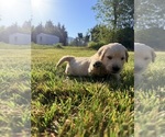 Small #3 Golden Retriever