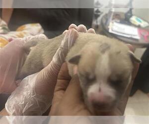 American Pit Bull Terrier-Unknown Mix Dogs for adoption in Houston, TX, USA