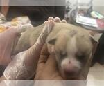 Small American Pit Bull Terrier Mix