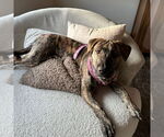 Small #7 American Pit Bull Terrier Mix