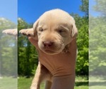Small Photo #4 Labrador Retriever Puppy For Sale in ASHBURNHAM, MA, USA
