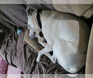 Mrs. Moose - Female Mutt Dog for Adoption - Photo #13