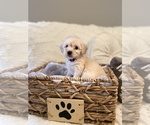 Small Photo #7 Maltipoo Puppy For Sale in SALEM, OR, USA