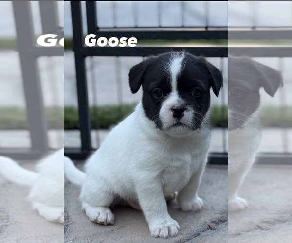 Medium Photo #1 French Bulldog Puppy For Sale in Menifee, CA, USA