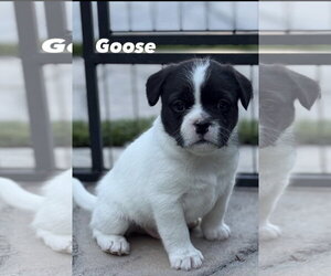 French Bulldog Dogs for adoption in Menifee, CA, USA