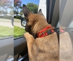 Small Photo #9 Belgian Malinois Puppy For Sale in ELK GROVE, CA, USA