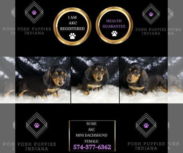 Medium Photo #83 Dachshund Puppy For Sale in WARSAW, IN, USA