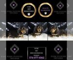 Small Photo #83 Dachshund Puppy For Sale in WARSAW, IN, USA