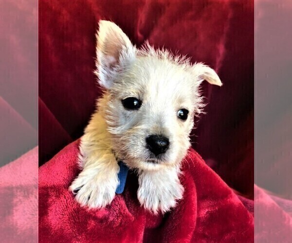 Medium Photo #3 West Highland White Terrier Puppy For Sale in ROLLA, MO, USA