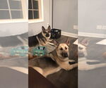 Small #1 German Shepherd Dog