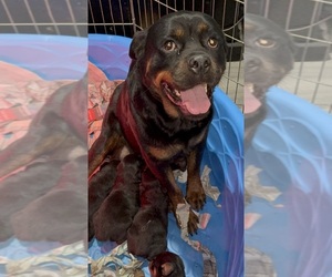 Mother of the Rottweiler puppies born on 03/24/2025