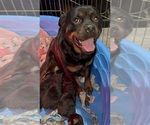Small Photo #1 Rottweiler Puppy For Sale in WALLINGFORD, CT, USA