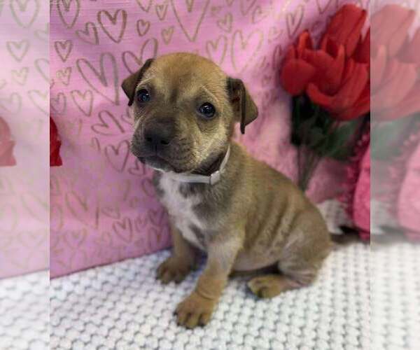 Medium Photo #1 American Staffordshire Terrier-Labrador Retriever Mix Puppy For Sale in Lakewood, CO, USA