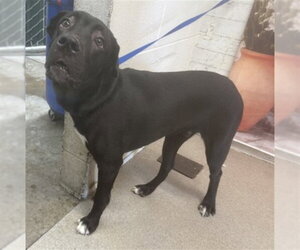 Labrador Retriever-Unknown Mix Dogs for adoption in San Bernardino, CA, USA