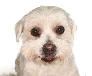 Hava-Apso Dogs for adoption in Oakland Park, FL, USA