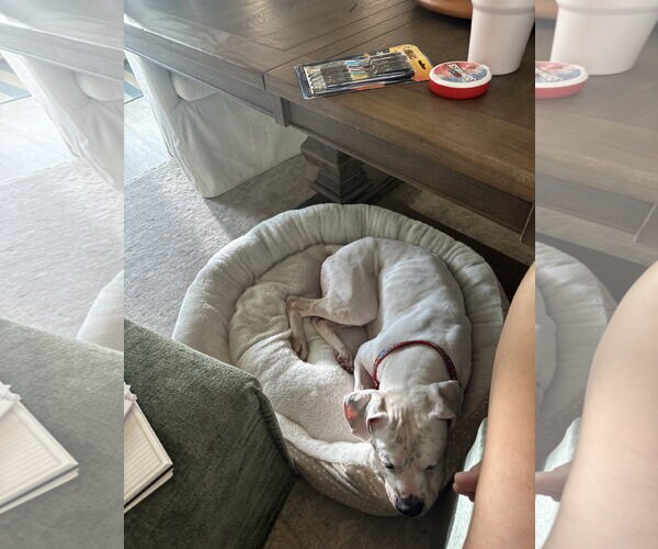 Medium Photo #2 Boxer Puppy For Sale in  Katy, TX, USA