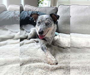 Mutt Dogs for adoption in Genesee, WI, USA