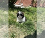 Small Photo #1 Shih Tzu Puppy For Sale in BEECH GROVE, IN, USA