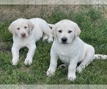 Small Photo #3 Labrador Retriever Puppy For Sale in FLANDREAU, SD, USA