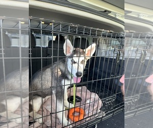 Alaskan Husky Dogs for adoption in CORPUS CHRISTI, TX, USA