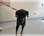 Small Labrador Retriever Mix