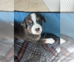 Puppy Dutch Australian Shepherd