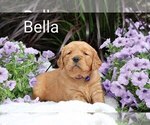 Small #3 Golden Retriever
