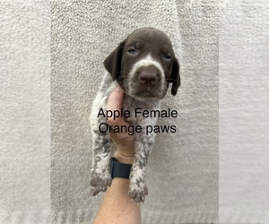 German Shorthaired Pointer Puppy for Sale in GREENVILLE, South Carolina USA