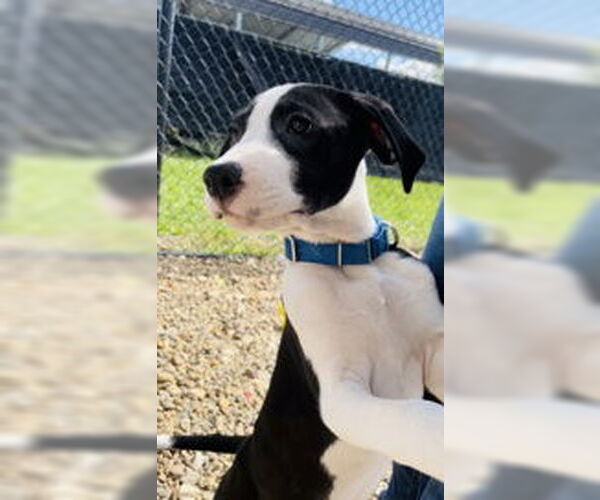 Medium Photo #7 Mutt Puppy For Sale in Oskaloosa, IA, USA