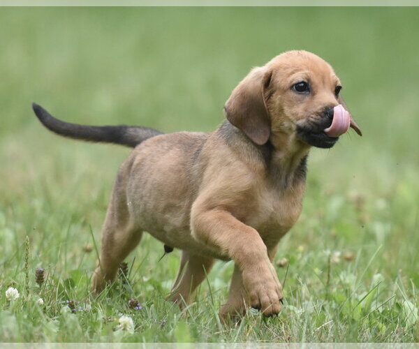 Medium Photo #12 Retriever -Unknown Mix Puppy For Sale in Mechanicsburg, PA, USA