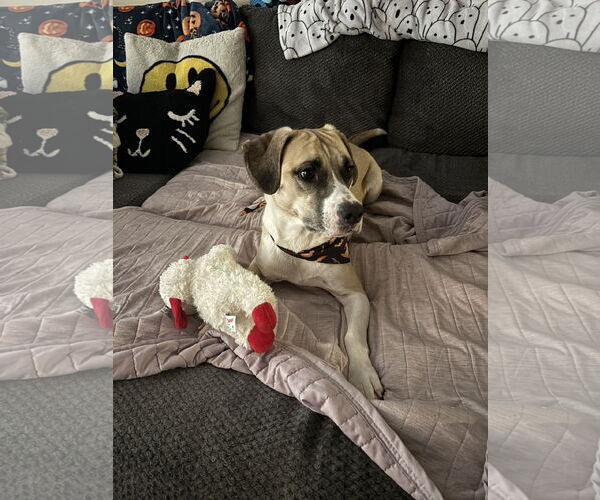 Medium Photo #3 Beagle-Black Mouth Cur Mix Puppy For Sale in Cuyahoga Falls , OH, USA