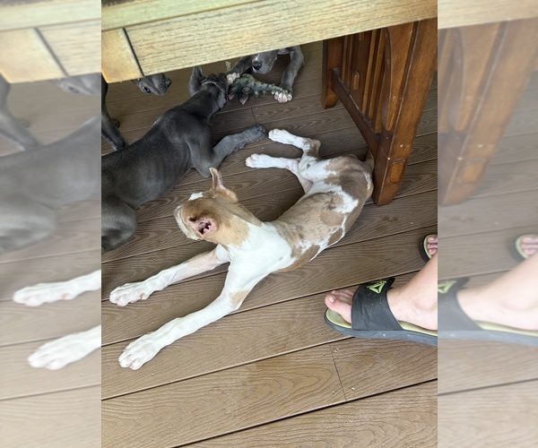 Medium Photo #6 Great Dane Puppy For Sale in LITCHFIELD, NH, USA