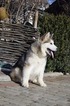 Small Photo #8 Alaskan Malamute Puppy For Sale in BROOKLYN, NY, USA