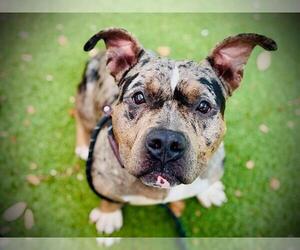 Mutt Dogs for adoption in Orlando, FL, USA