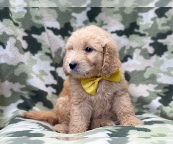 Medium Photo #3 Double Doodle Puppy For Sale in LAKELAND, FL, USA