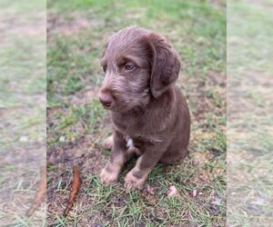 Labradoodle Puppy for sale in NEILLSVILLE, WI, USA
