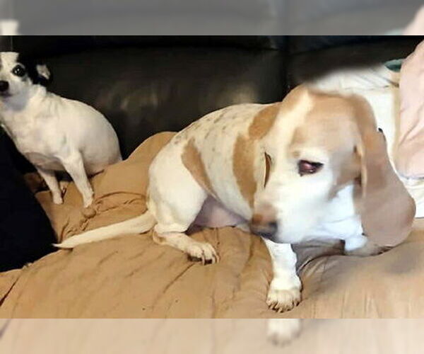 Medium Photo #6 Basset Hound Puppy For Sale in Deepwater, NJ, USA