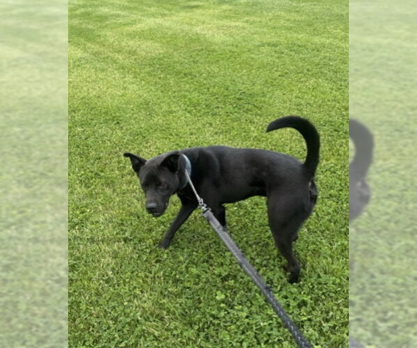 Medium Photo #1 Chow Chow-Unknown Mix Puppy For Sale in Williamsburg, IA, USA