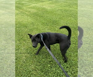 Chow Chow-Unknown Mix Dogs for adoption in Williamsburg, IA, USA
